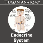 endocrine system android application logo